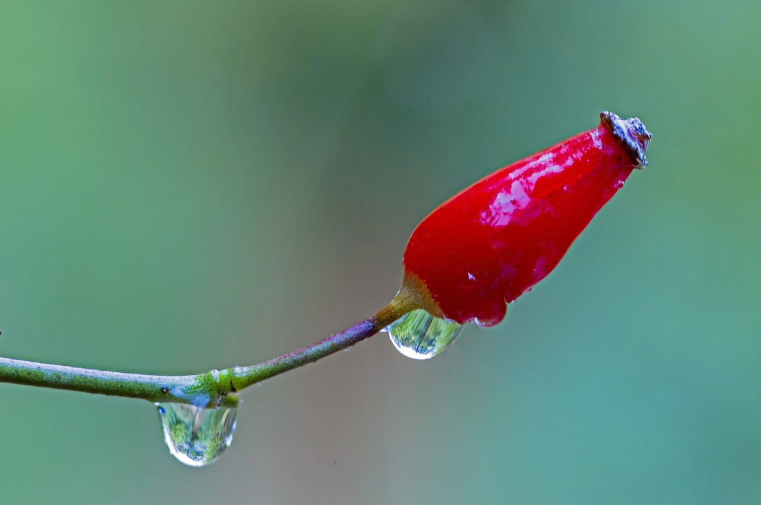 Glow Like a Pro: The Magic of Rose Hip Seed Oil